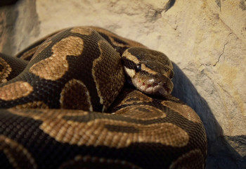 Индонезияда питон әйелді бүтіндей жұтқан