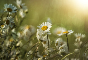 Алдағы күндері 40 градусқа дейін ыстық болады