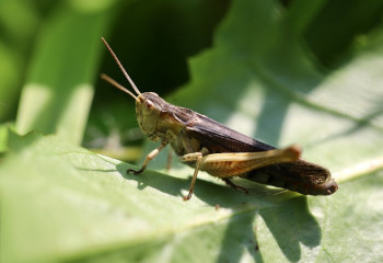 Шегірткеге қарсы күрес: елімізде 800 мың гектар алқап өңделді
