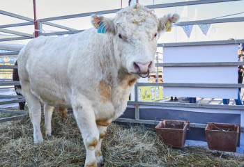 Спустя почти 20 лет Турция сняла ограничения на ввоз продукции из Казахстана