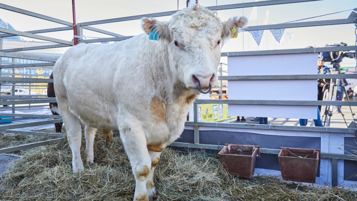  El.kz/ Gaziz SHAKIROV 