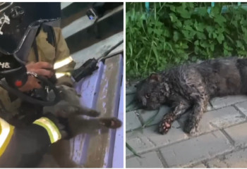 Столичные пожарные откачали угоревшего британского кота