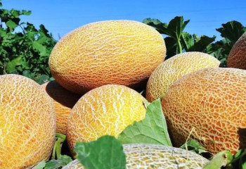 Новые сорта дыни создадут в Кызылординской области