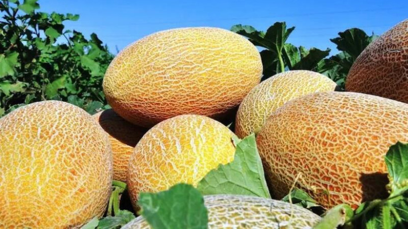  © акимат Кызылординской области 