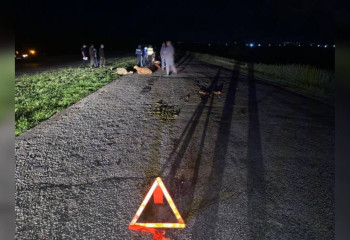 Автомобиль задавил стадо овец на трассе в СКО