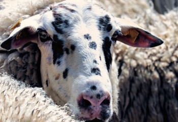 СҚО-да бір табын қой көлік астына түсті