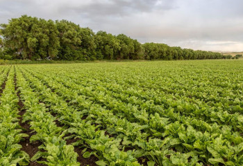 Жетісу облысында  ауыл шаруашылығы өнімінің көлемі 600 млрд теңгеге жуықтайды