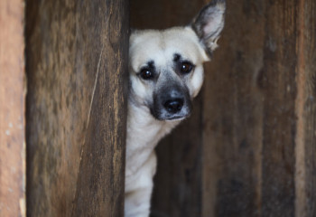 Парень в Атырауской области поджег собаку