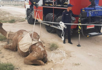 Верблюд провалился в колодец в Мангистау
