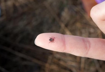 Более 25 тысяч казахстанцев прошли плановую вакцинацию против клещевого энцефалита