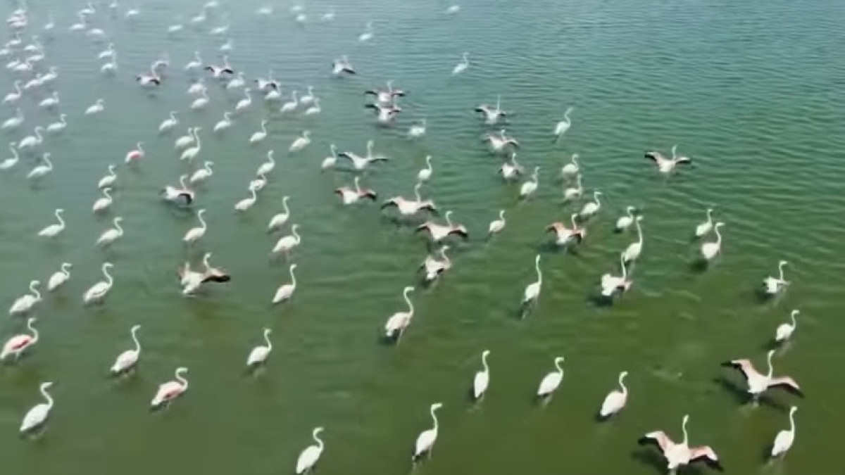  кадр из видео Региональной службы коммуникаций Атырауской области 