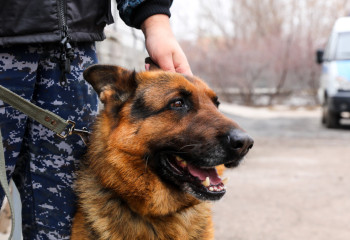 Жамбылдық полицейлер қызметтік ит туралы детектив фильм түсірді