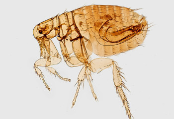 «Дезинфекция жүргізілмеген». Ақтау халық бүргеден зардап шегіп жатыр