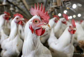 Казахстанская курятина - качественная, а импортная - 