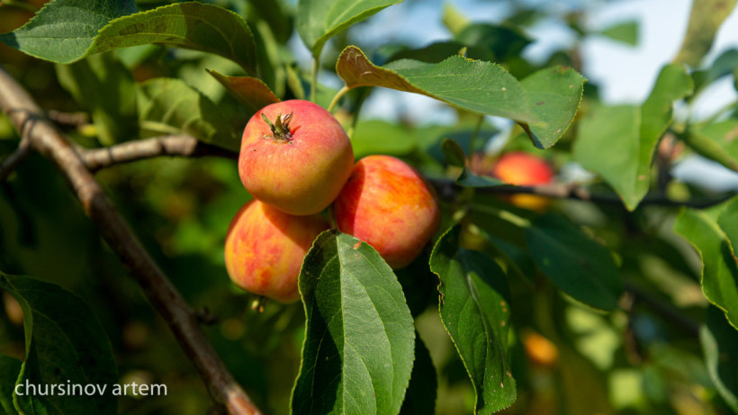  El.kz/Артем Чурсинов 