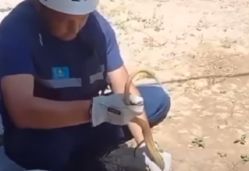 «128 рет шақырту түскен». Шымкентте жылан қаптап, 4 адам ауруханаға түсті