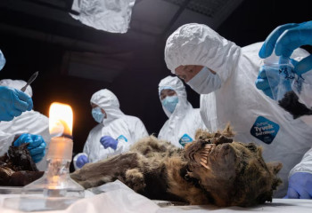 Мумию волка возрастом в 44 тысячи лет исследуют ученые