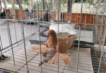 Голубь по цене машины. Конкурс пискунов состоялся в Алматы