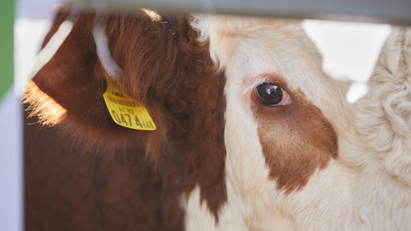  ©El.kz/Ғазиз ШАКИРОВ 