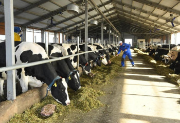 3,5 млрд тенге инвестировано в откормочную площадку в Туркестанской области