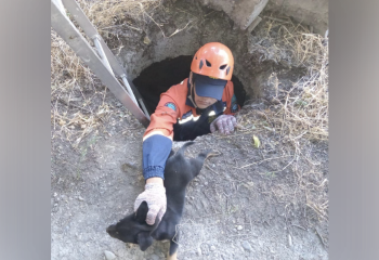 «Нам важна каждая жизнь!» - таразские спасатели извлекли щенка, упавшего в колодец