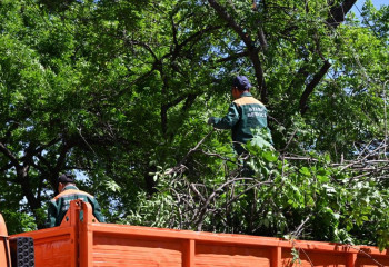 Алматыда 6 мың ағаш кесіліп жатыр