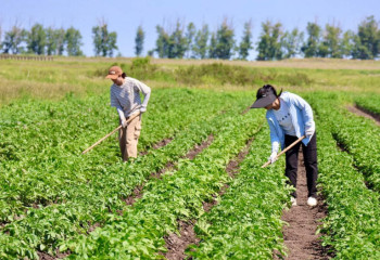 Baitursynuly университетінің ғалымдары қытайлықтармен бірге түрлі дақылдар өсіруде