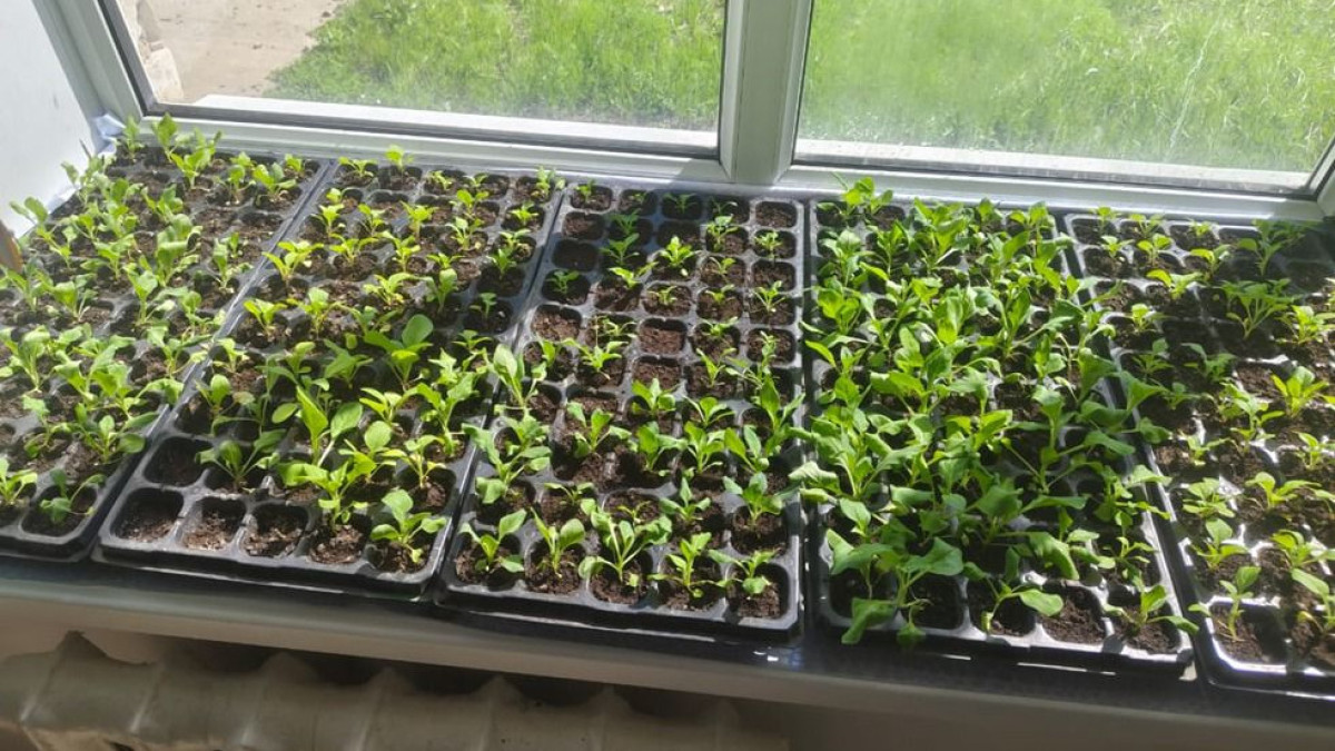  © Управление образования области Абай 