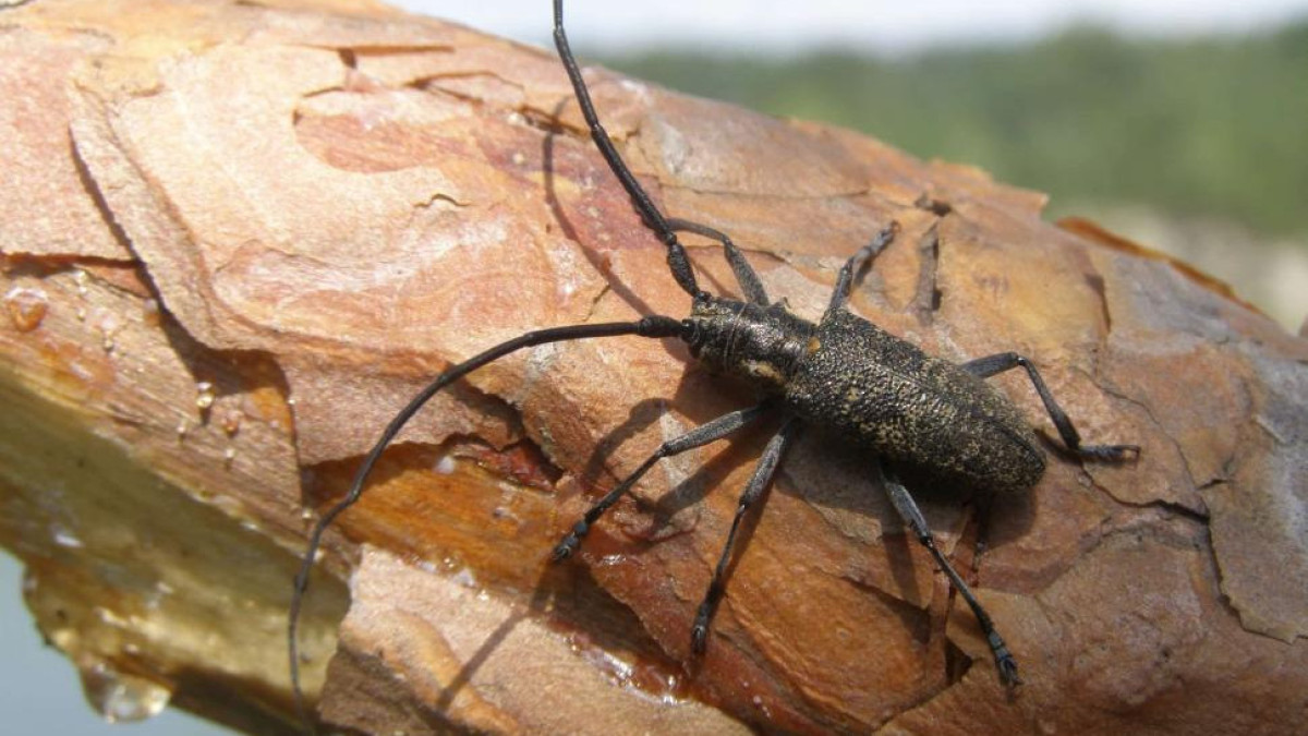  © Комитет госинспекции в агропромышленном комплексе 