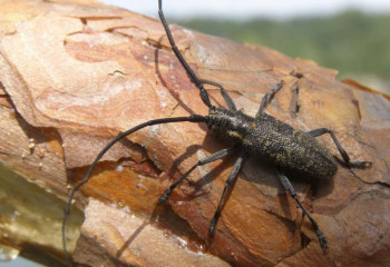 В Акмолинской области обнаружили зараженную продукцию, завезенную из России