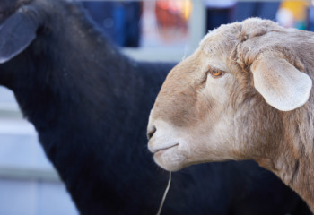 Ыстықкөлде найзағай түсіп,  250 қой қырылды