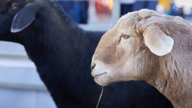  ©El.kz/Ғазиз ШАКИРОВ 