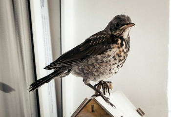 Елімізде қанша құс түрі кездеседі?