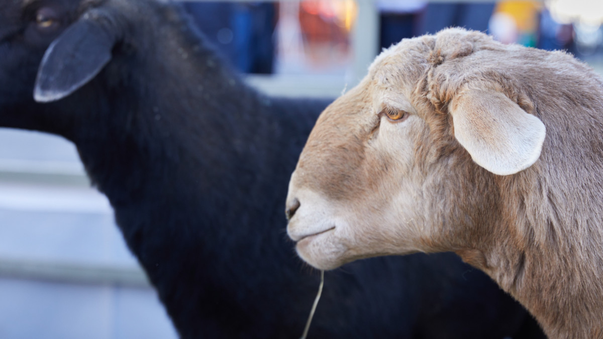  ©El.kz/Ғазиз ШАКИРОВ 