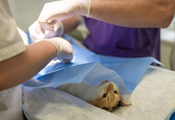 10 шілде – Ветеринария қызметкерлері күні