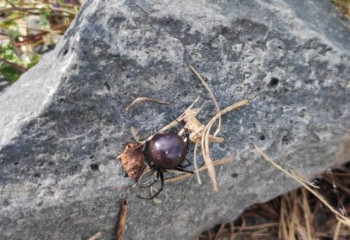 Четверо взрослых и двое детей в реанимации после укуса каракуртов