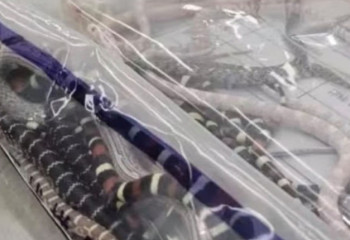 Китайские таможенники обнаружили 105 змей в брюках контрабандиста