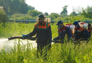 Астанада маса-шіркейлерге қарсы өңдеудің үшінші кезеңі жалғасуда