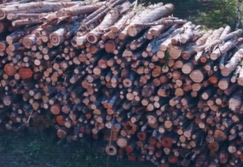 «Семей орманы» филиалының директоры ұсталды