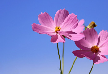 Бүгін 40 градусқа дейін ыстық болады