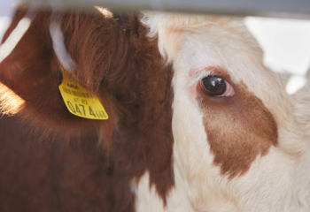 Енді ет сапасын QR-кодпен тексеруге болады