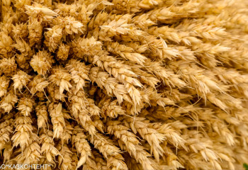 На 1 июля запасы зерна в Казахстане составили 6,1 млн тонн