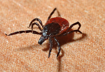 Шымкентте ер адам кене шаққаннан кейін қайтыс болды