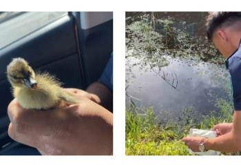 Утиные истории: семью уток спасли полицейские в Астане