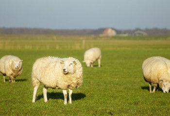 Жамбыл облысында толассыз жауған жаңбырдан төрт түлік мал қырылып қалды