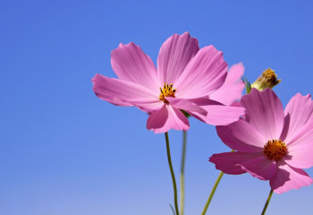 38 градусқа дейін күн ысиды