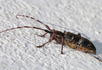 Опасного жука-паразита обнаружили в поступившем в Казахстан пиломатериале