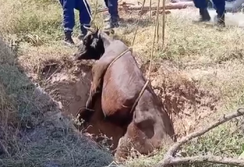 Шымкентте шұңқырға түсіп кеткен сиыр шығарылды