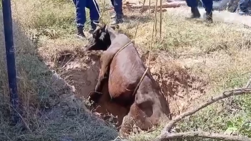  ҚР ТЖМ / Видеодан алынған кадр 