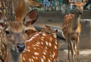 Алматы зообағында теңбіл бұғы төлдеді